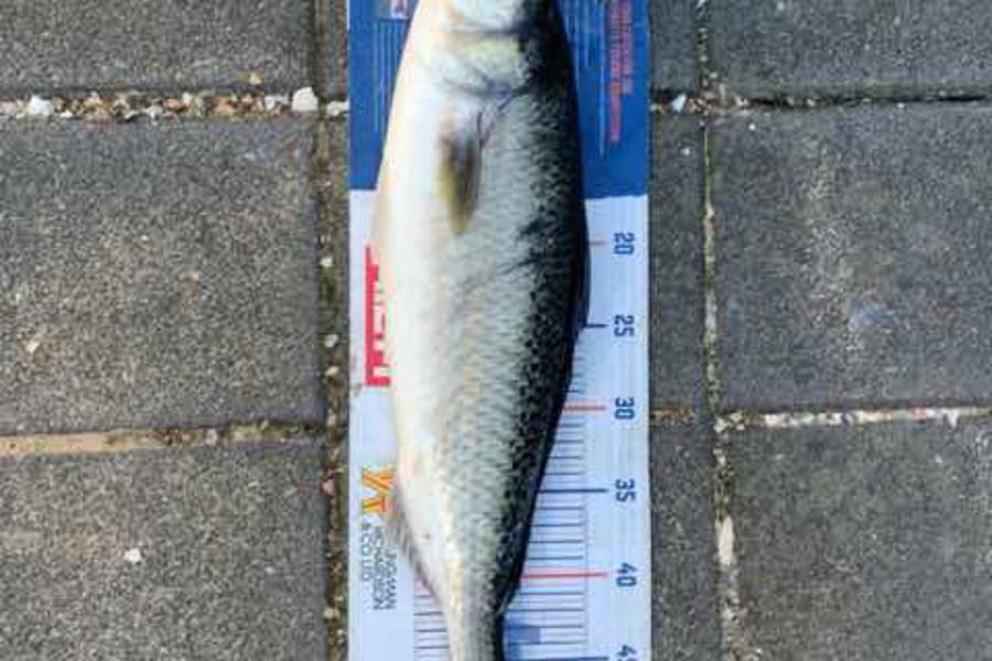 Mark Piskulic caught this 50.0cm Kahawai at Far North during The Export NZ Fishing Competition